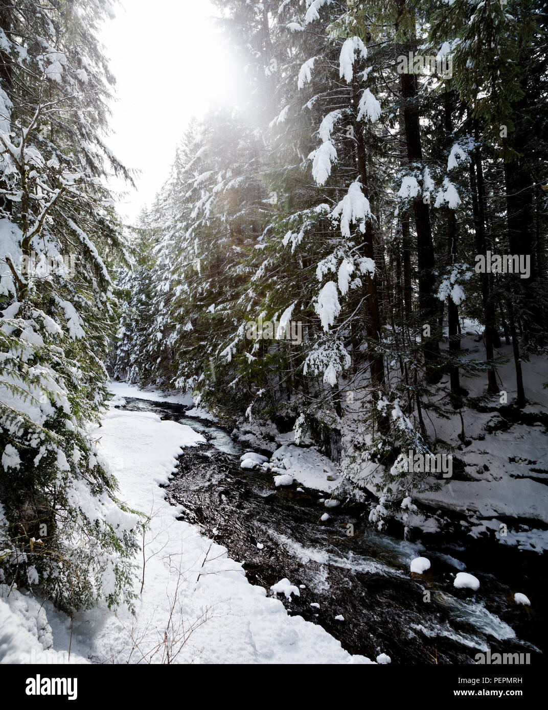 Wald im Winter mit einem kleinen Fluss in der Nähe von Brandywine Falls. Stockfoto