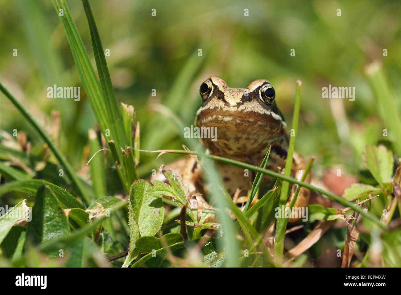 Junge Grasfrosch (Rana temporaria) in Ruhe im Gras. Tipperary, Irland Stockfoto