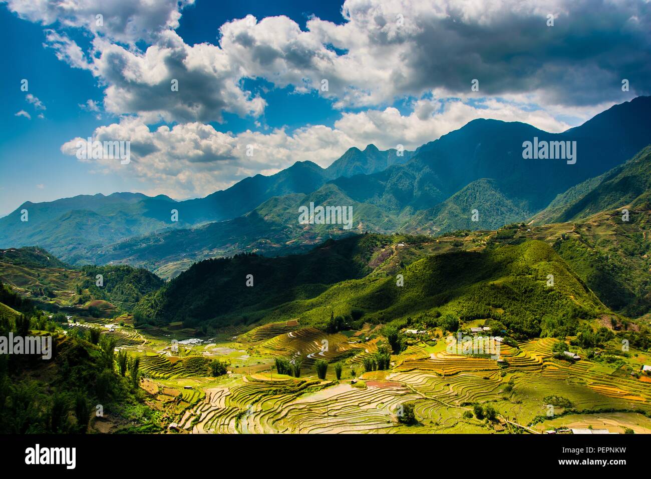 Terraced Rice Fields in Vietnam. Stockfoto