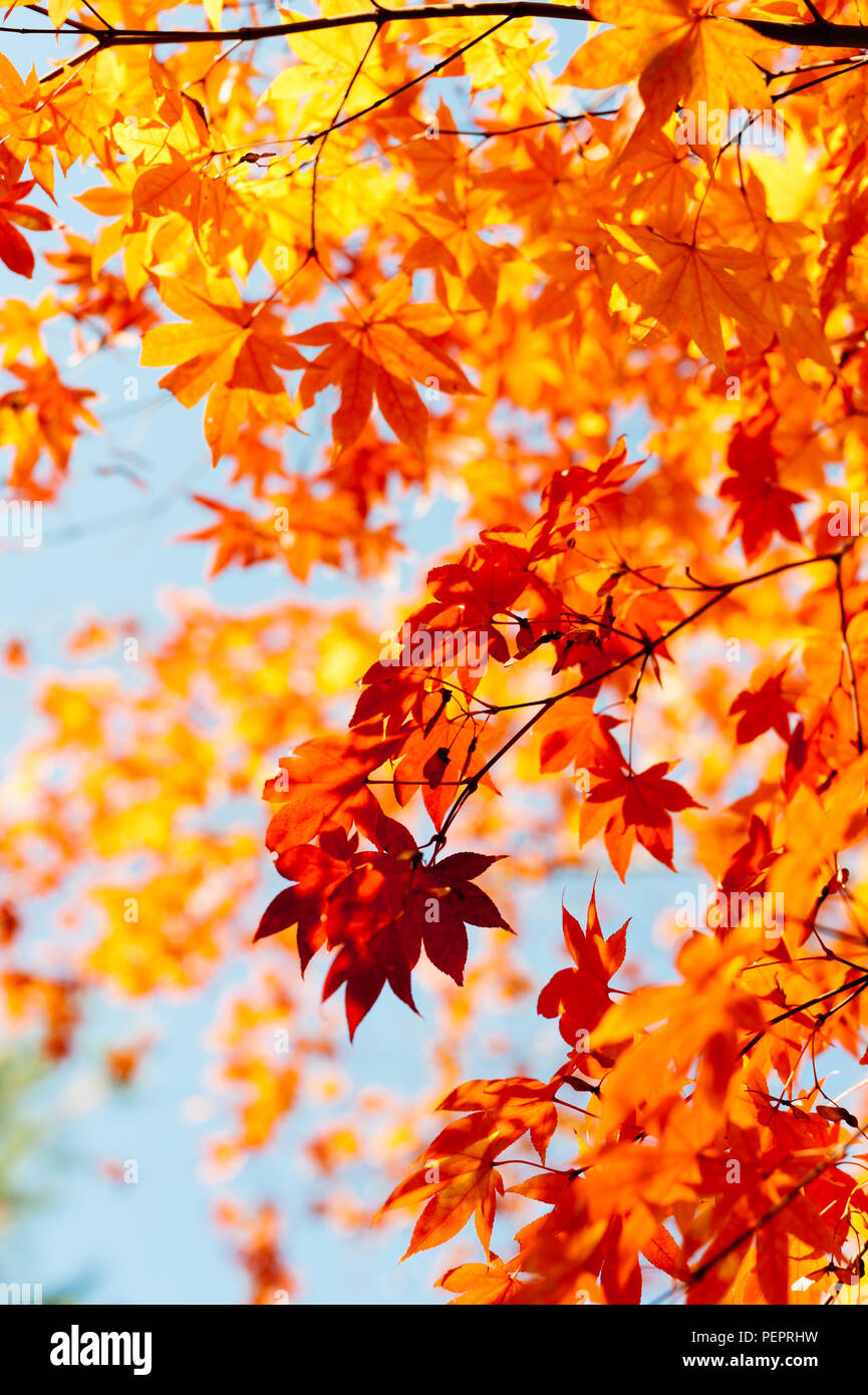 Blätter im Herbst und die Blätter fallen, der Wald im Herbst, Herbstfarben, rote und goldene Blätter, Japanischer Garten, Kyoto, Japan Stockfoto