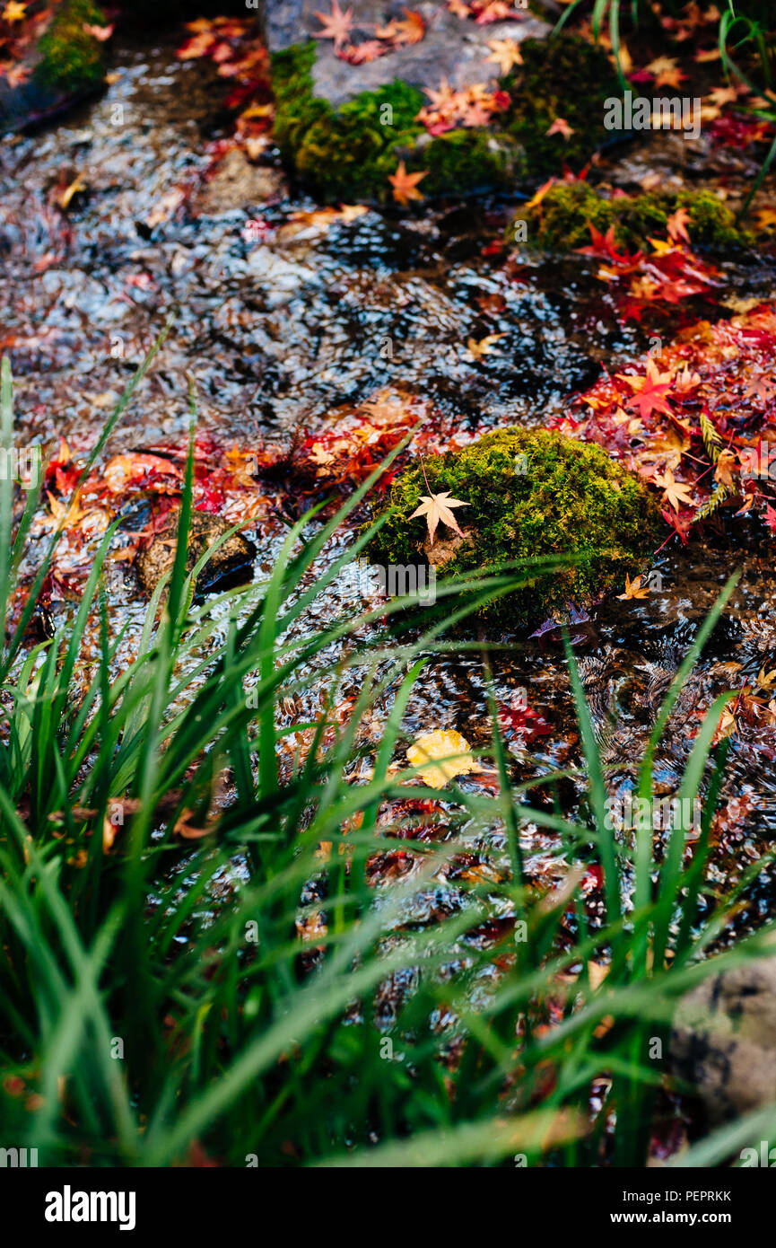 Blätter im Herbst und die Blätter fallen, der Wald im Herbst, Herbstfarben, rote und goldene Blätter, Japanischer Garten, Kyoto, Japan Stockfoto