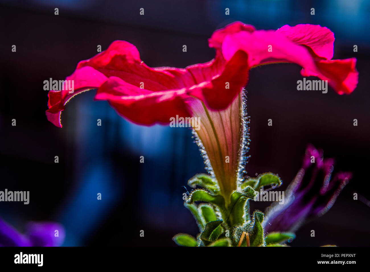Blume close-u von einem roten Petunia Stockfoto