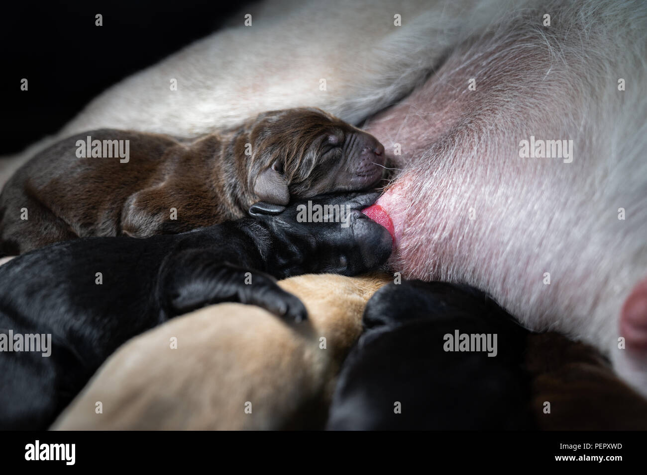 Mehrere junge frisch geborenen Labrador Retriever Hunde Welpen trinken Milch  aus den Zitzen der Mutter - Hunderasse Stockfotografie - Alamy