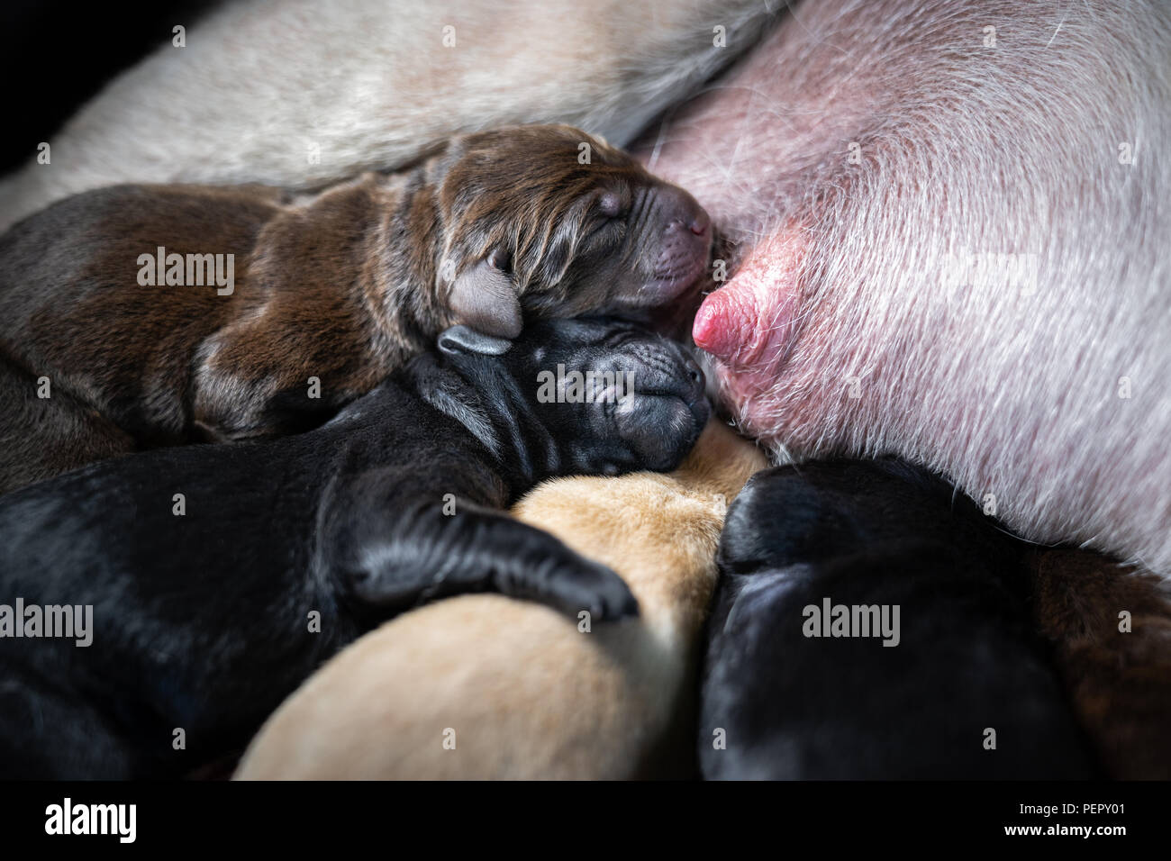 Mehrere junge frisch geborenen Labrador Retriever Hunde Welpen trinken Milch  aus den Zitzen der Mutter - Hunderasse Stockfotografie - Alamy