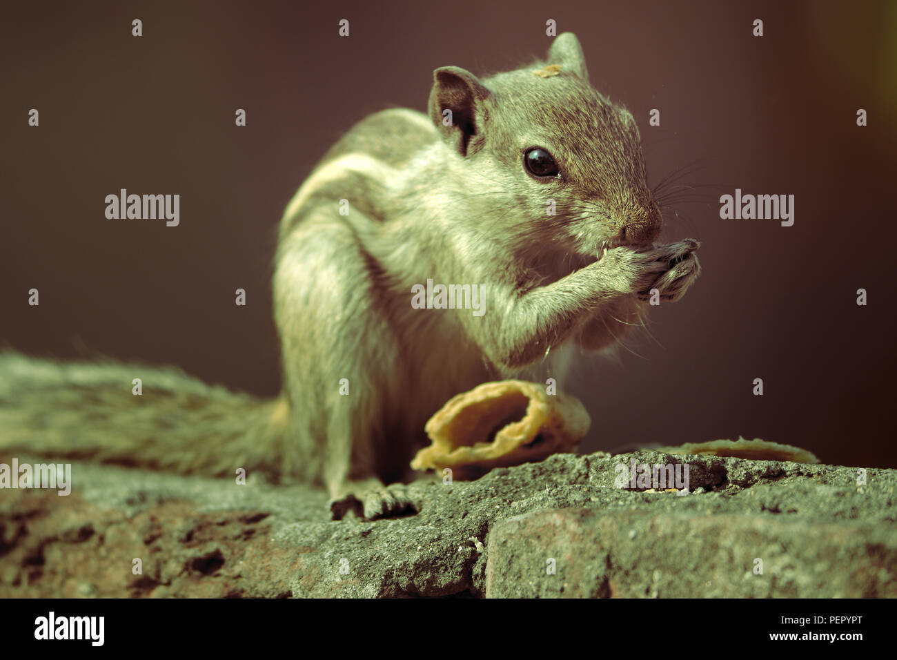 Eichhörnchen - ein Bild, das die Wut der Hunger jedes Organismus in diesem Planeten zeigt, die tulsi - die Pflanze verehrt in Indien, der Lichtstrahl in Darknes. Stockfoto