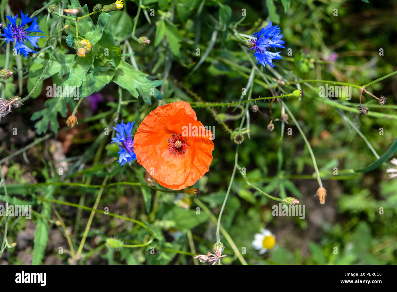 Wilde Blumen Victoria Park Connswater Community Greenway Osten Belfast Stockfoto