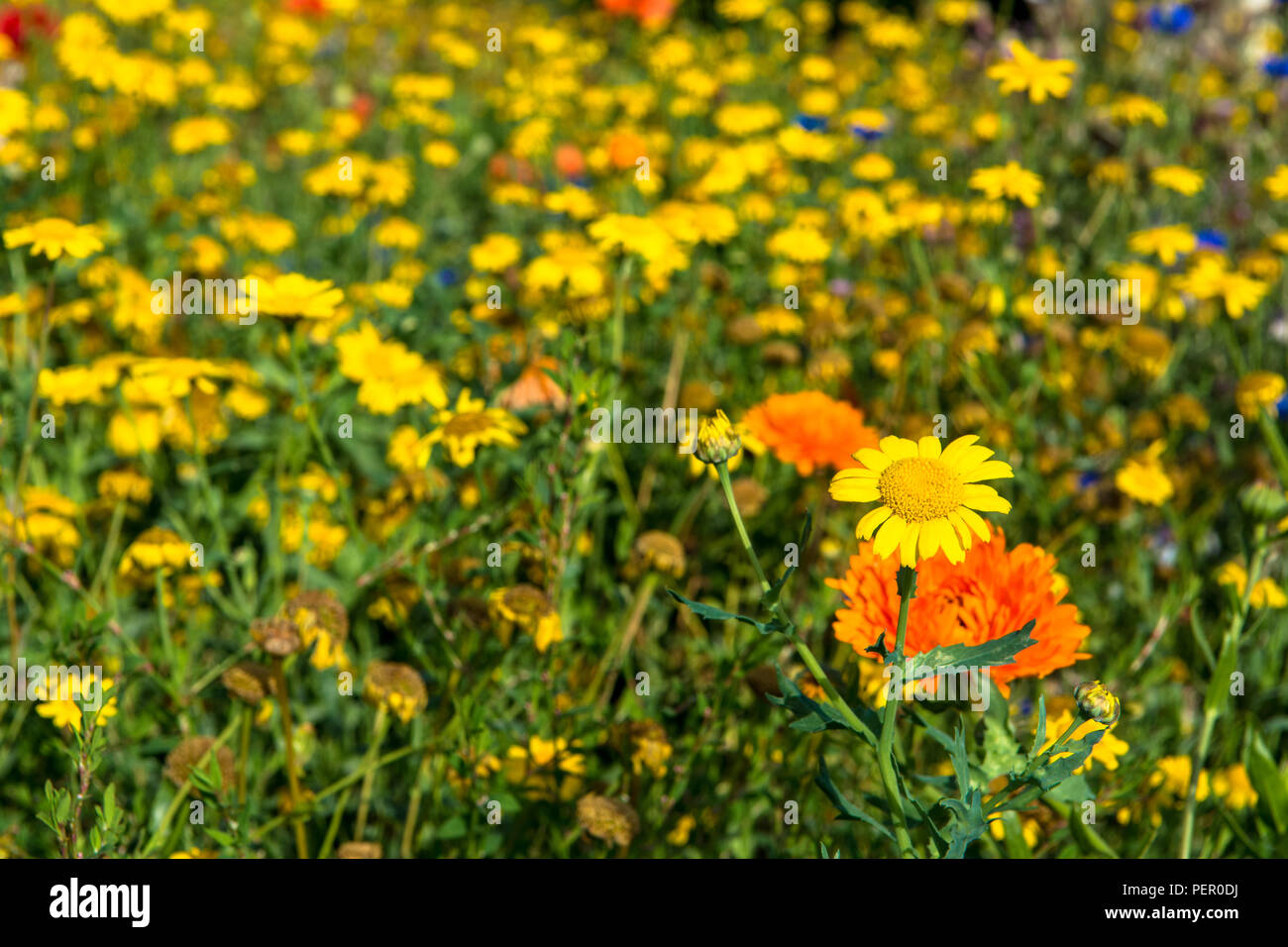 Wilde Blumen Victoria Park Connswater Community Greenway Osten Belfast Stockfoto