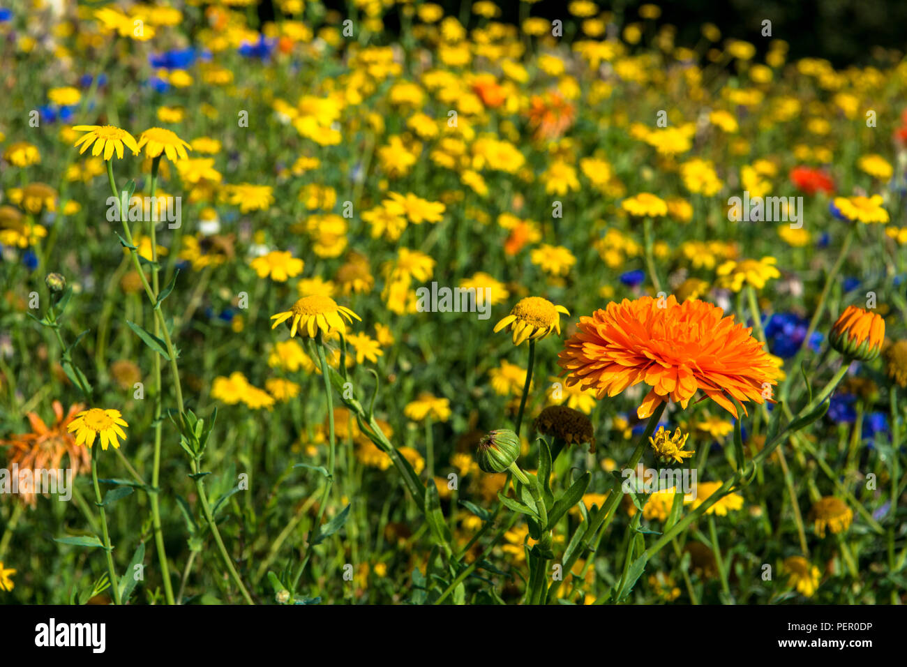 Wilde Blumen Victoria Park Connswater Community Greenway Osten Belfast Stockfoto