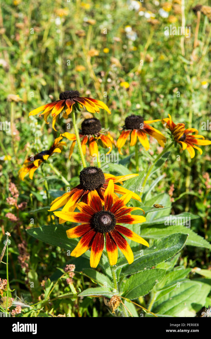 Wilde Blumen Victoria Park Connswater Community Greenway Osten Belfast Stockfoto