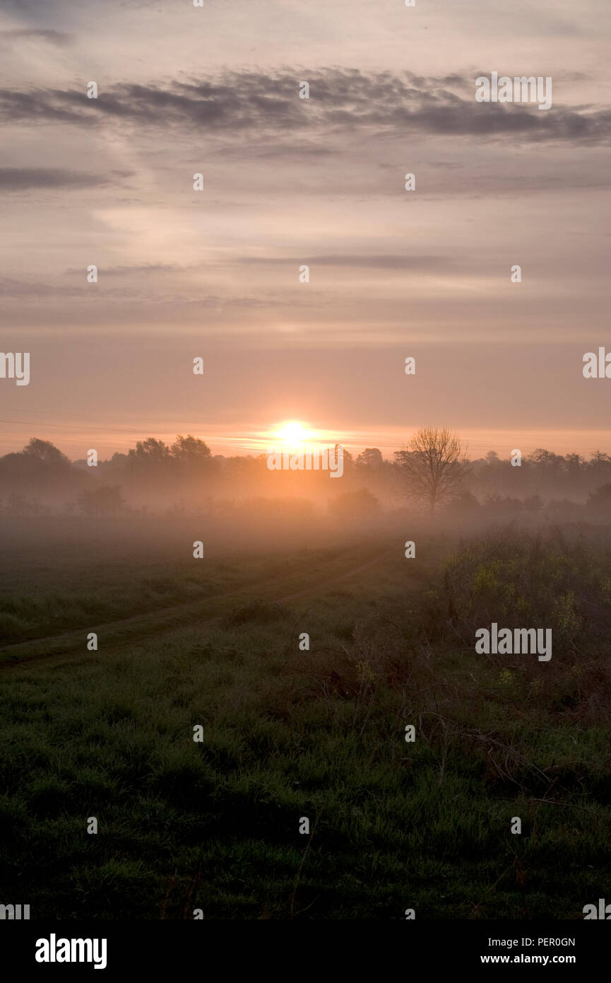 Sonnenaufgang über Felder in Oxfordshire, UK Stockfoto