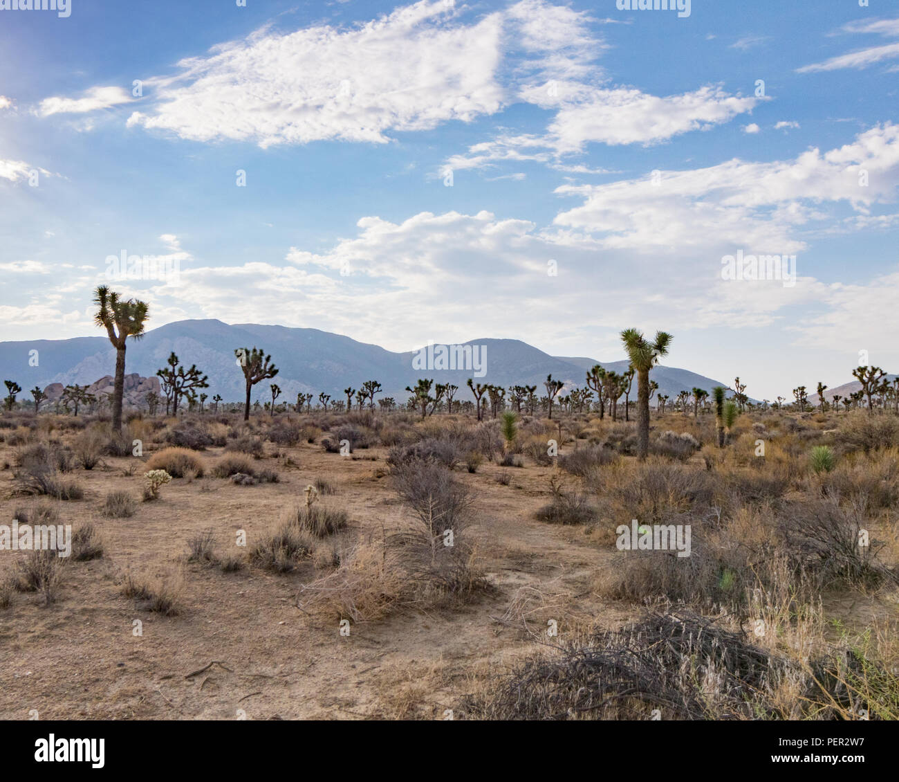 Eine Vielzahl von Joshua Bäume, so weit das Auge kann aus dem mittleren Boden durch den Hintergrund sehen. Weitwinkelobjektiv mit Blick auf San Bernardino Berge. Stockfoto