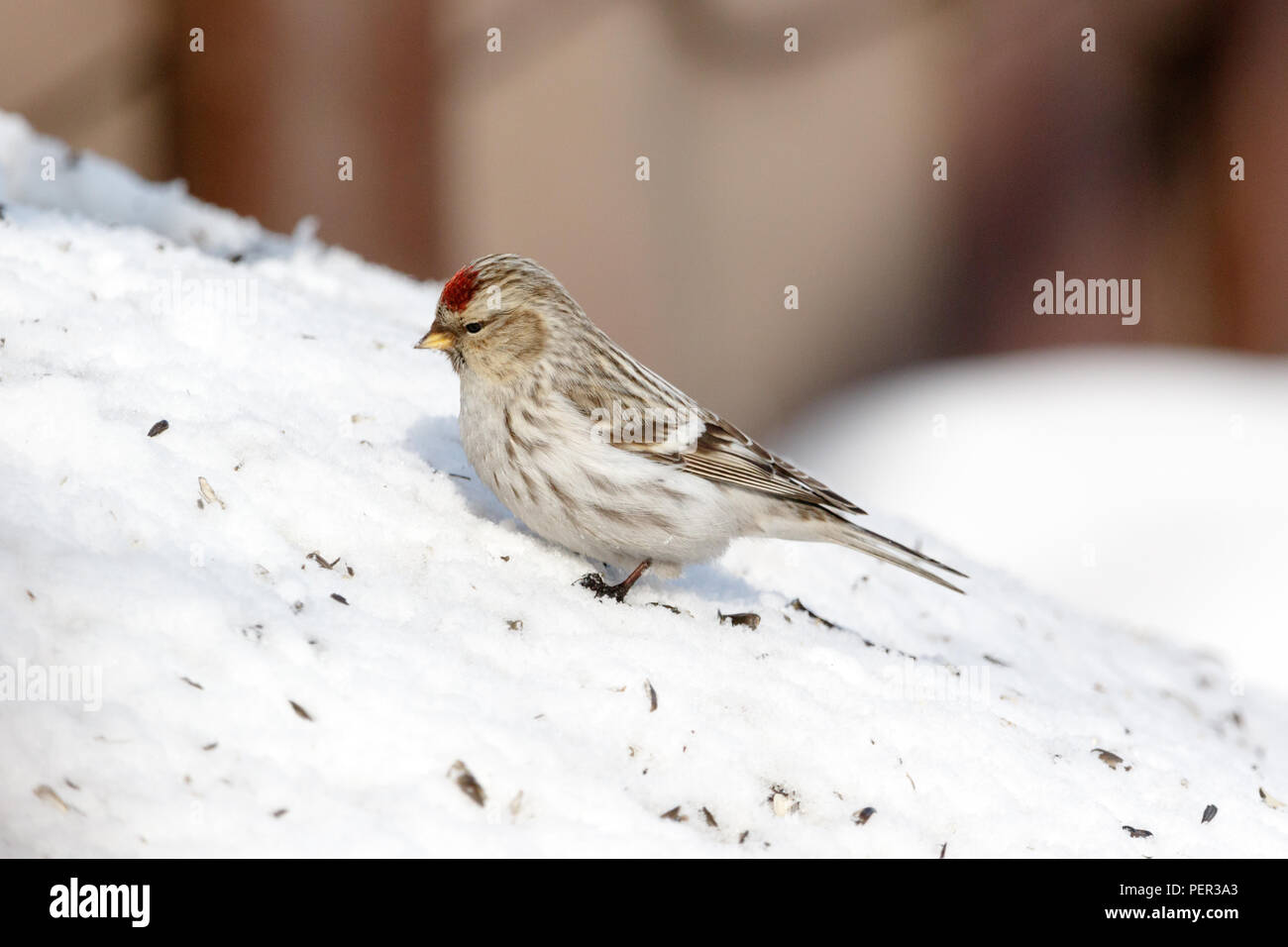 Arktis Redpoll (Acanthis hornemanni). Region Moskau, Russland. Park Kurkino. Der Vogelarten ist ungenau identifiziert. Stockfoto
