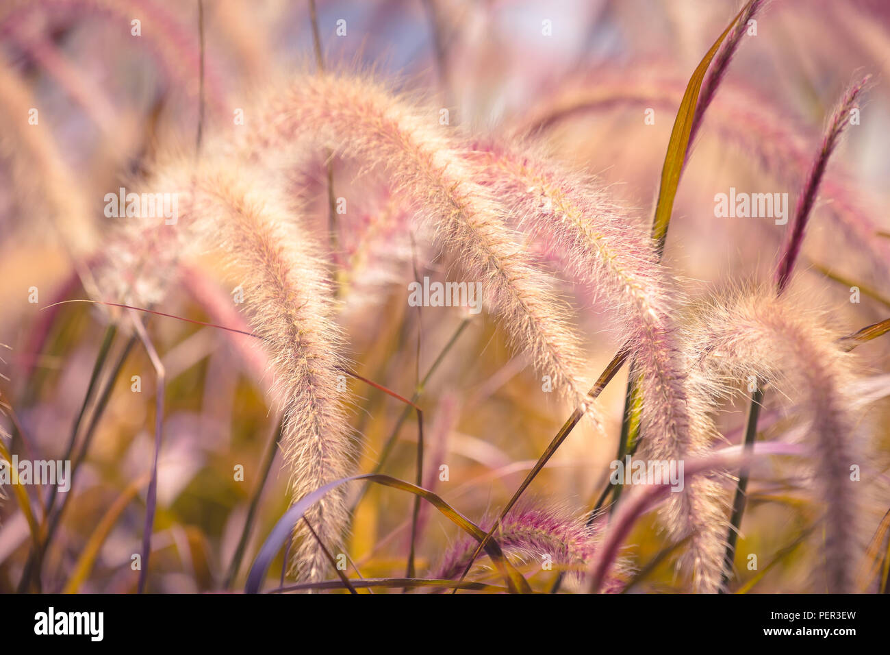 Nahaufnahme einer Schilf bei Tag, Hintergrund Stockfoto