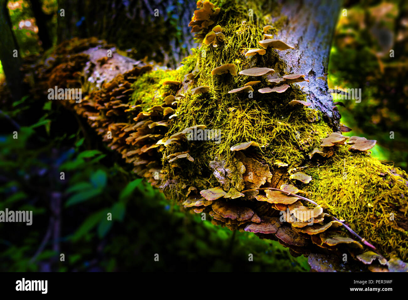 Eine Nahaufnahme von Pilzen auf Moos bedeckt Baumstamm Stockfoto