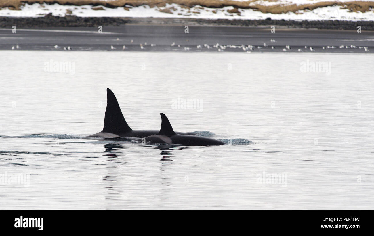 Orca's, Grundarfjordur, Island Stockfoto