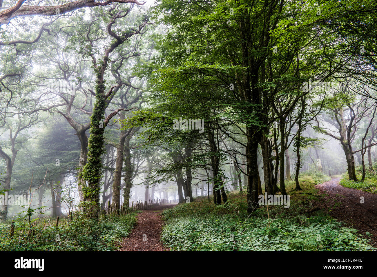 Bäume in einem Wald mit Nebel in Nord Wales, Großbritannien. Stockfoto