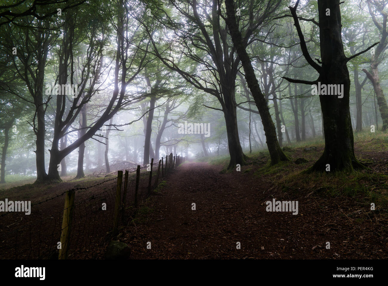 Bäume in einem Wald mit Nebel in Nord Wales, Großbritannien. Stockfoto