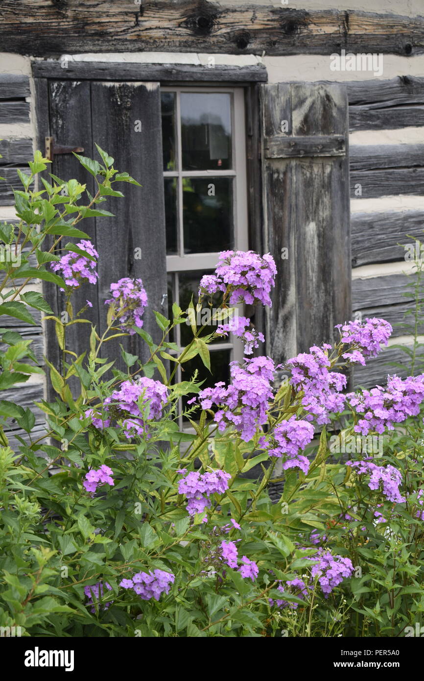 Die wilden Blumen von einer Blockhütte Fenster. Stockfoto