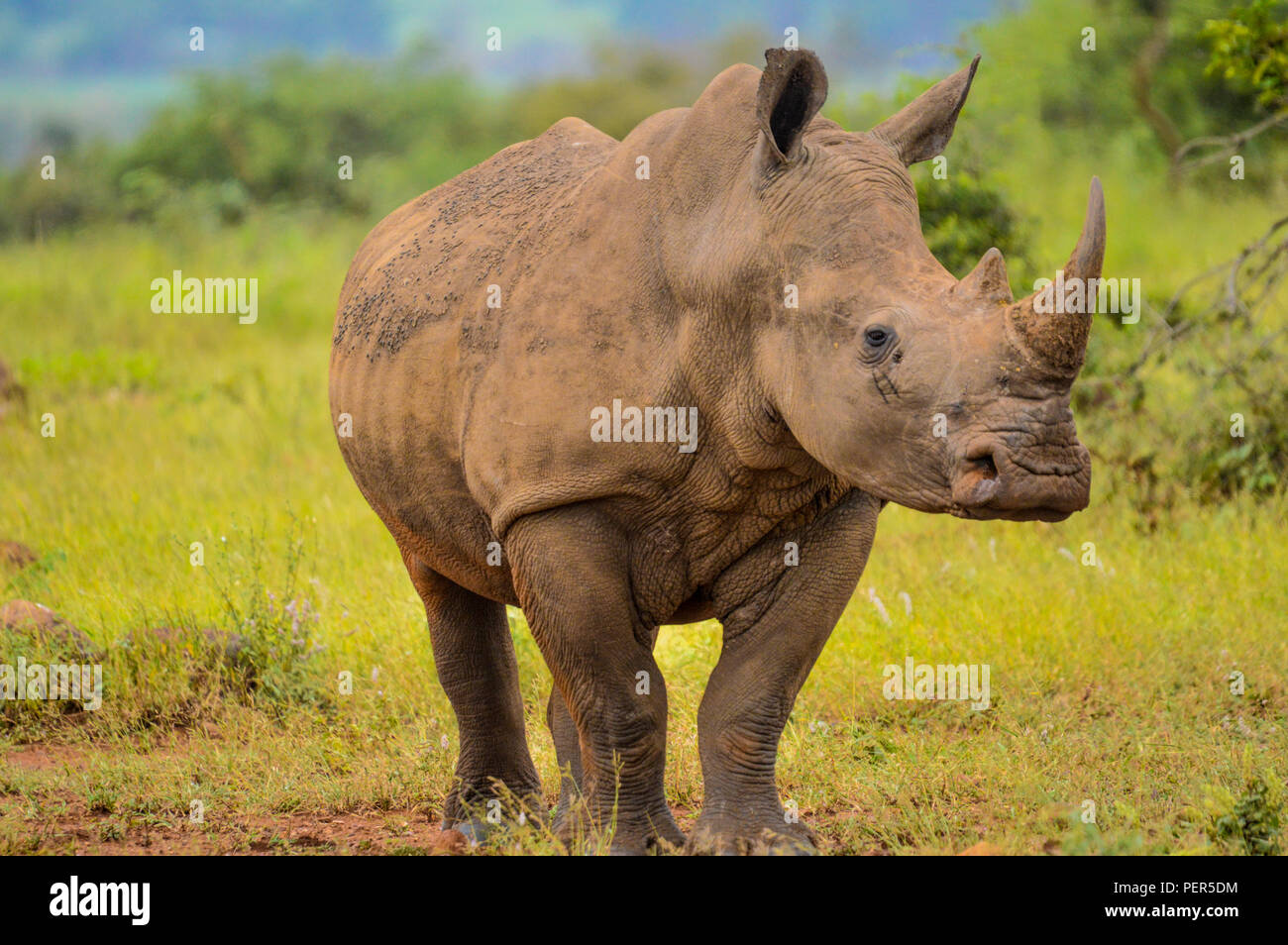 Eine nette männliche Stier White Rhino im Kruger nahe Marloth Park streifen auf grünem Gras savannah Land Stockfoto