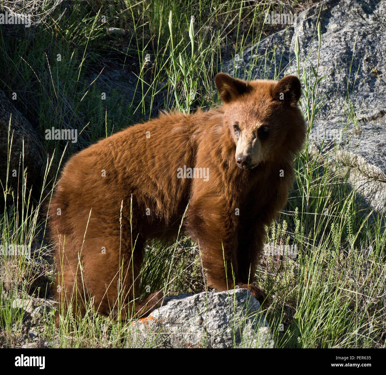Kinder schwarzer Bär, die in der Abendsonne im Yellowstone National Park Stockfoto