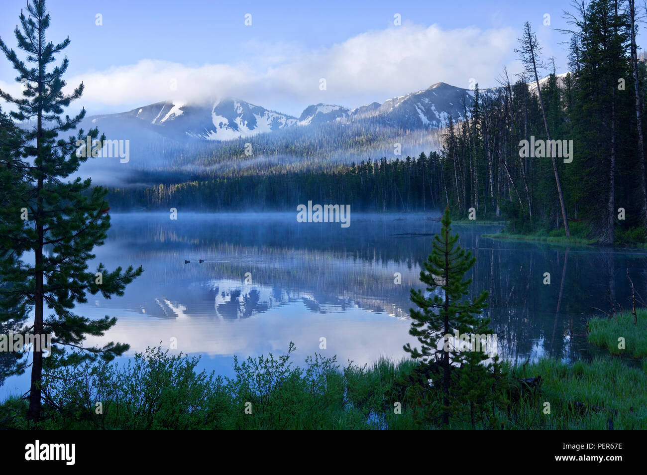 Sylvan Lake im Yellowstone National Park auf einem nebligen Morgen morgen, mit Enten schwimmen im See und Reflexionen der Berge. Stockfoto