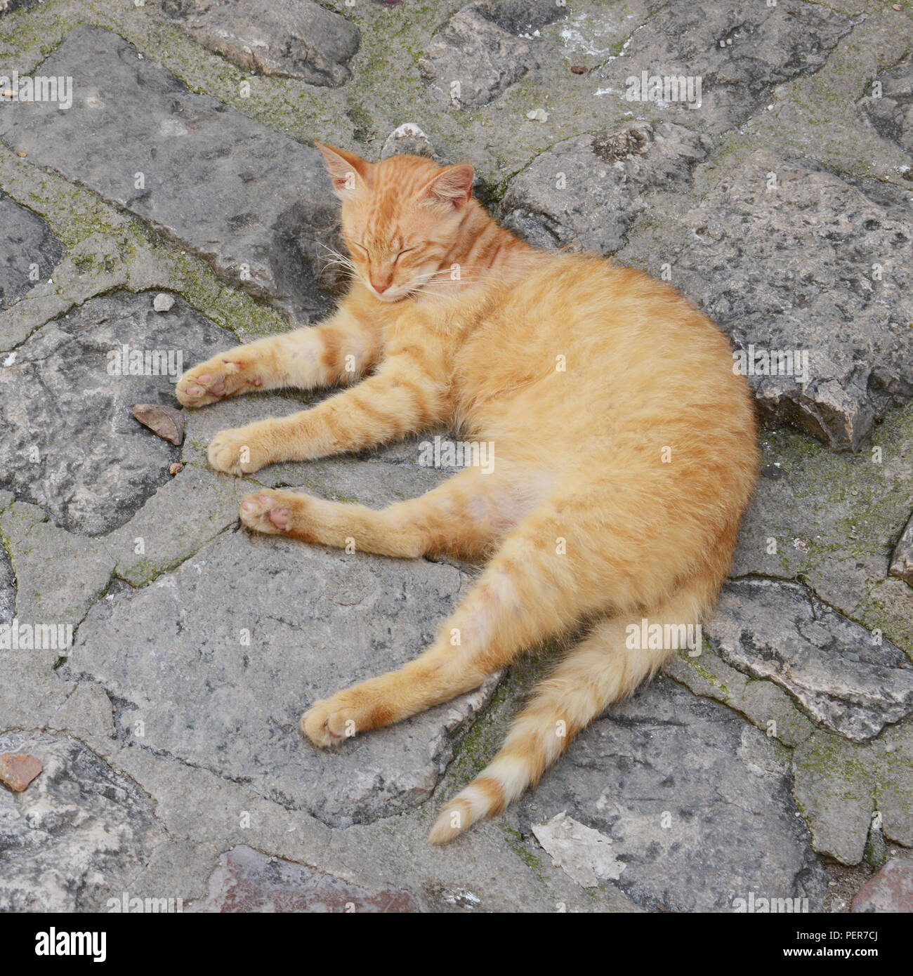 Zufriedene Katze in Kotor, Montenegro. Die Altstadt ist voller Katzen, die geliebt und respektiert werden (meistens) in der Bevölkerung. Die Katze hat die Info geworden. Stockfoto