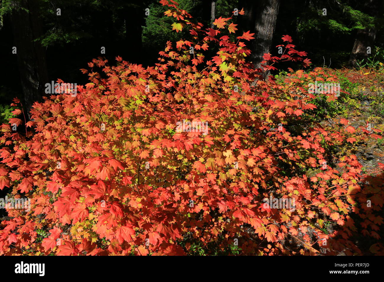 Rot und Gelb Herbst Ahorn Blätter mit immergrünen Wald Hintergrund Stockfoto