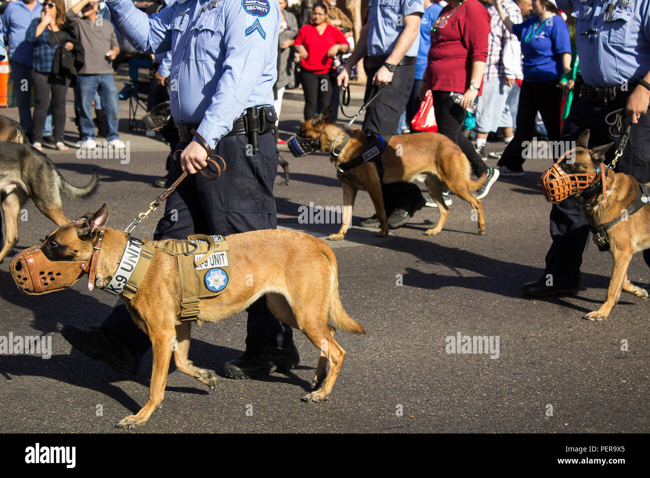 Polizeihunde Stockfoto