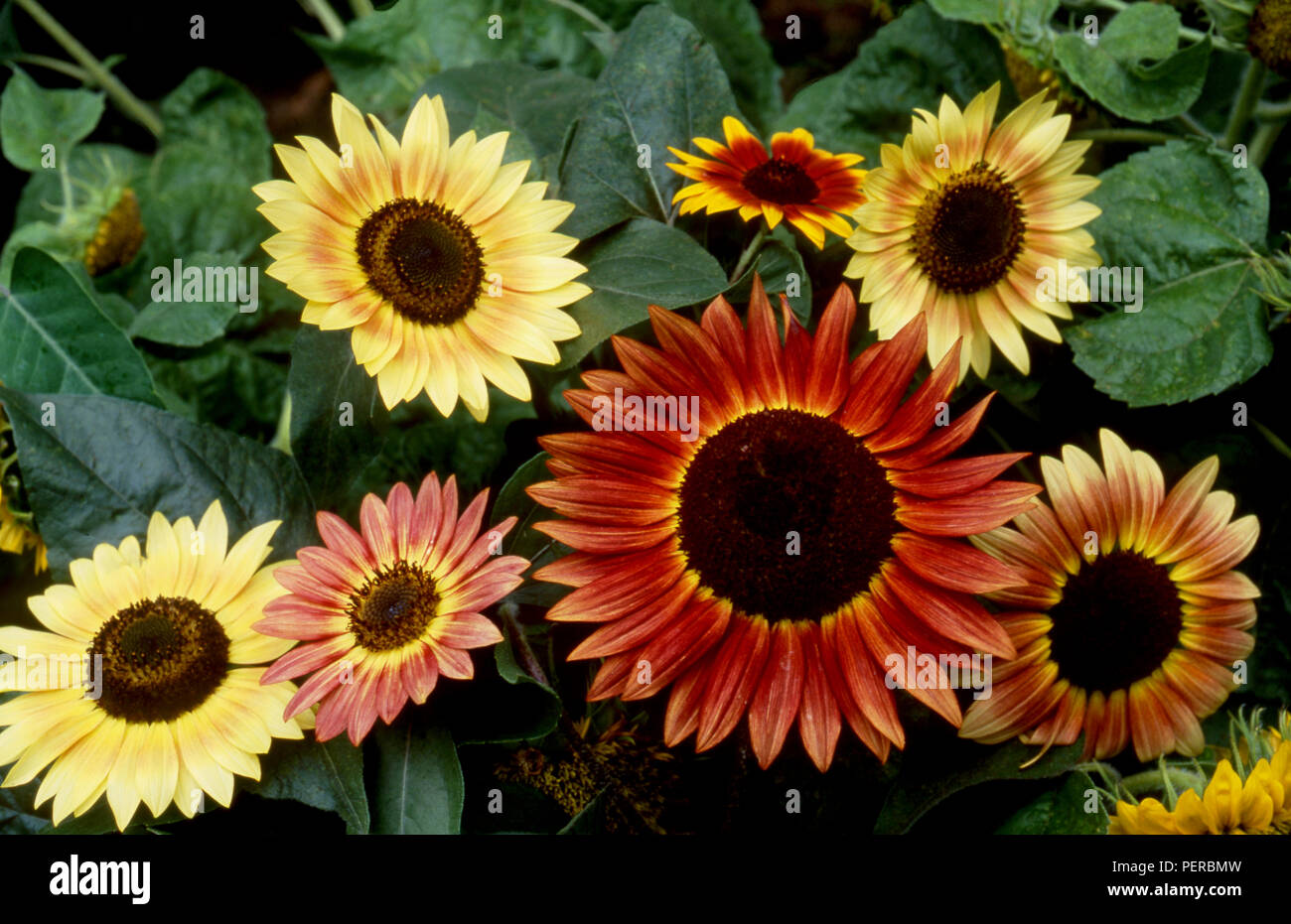 Sonnenblumen (Helianthus) Bronze Farben Stockfoto