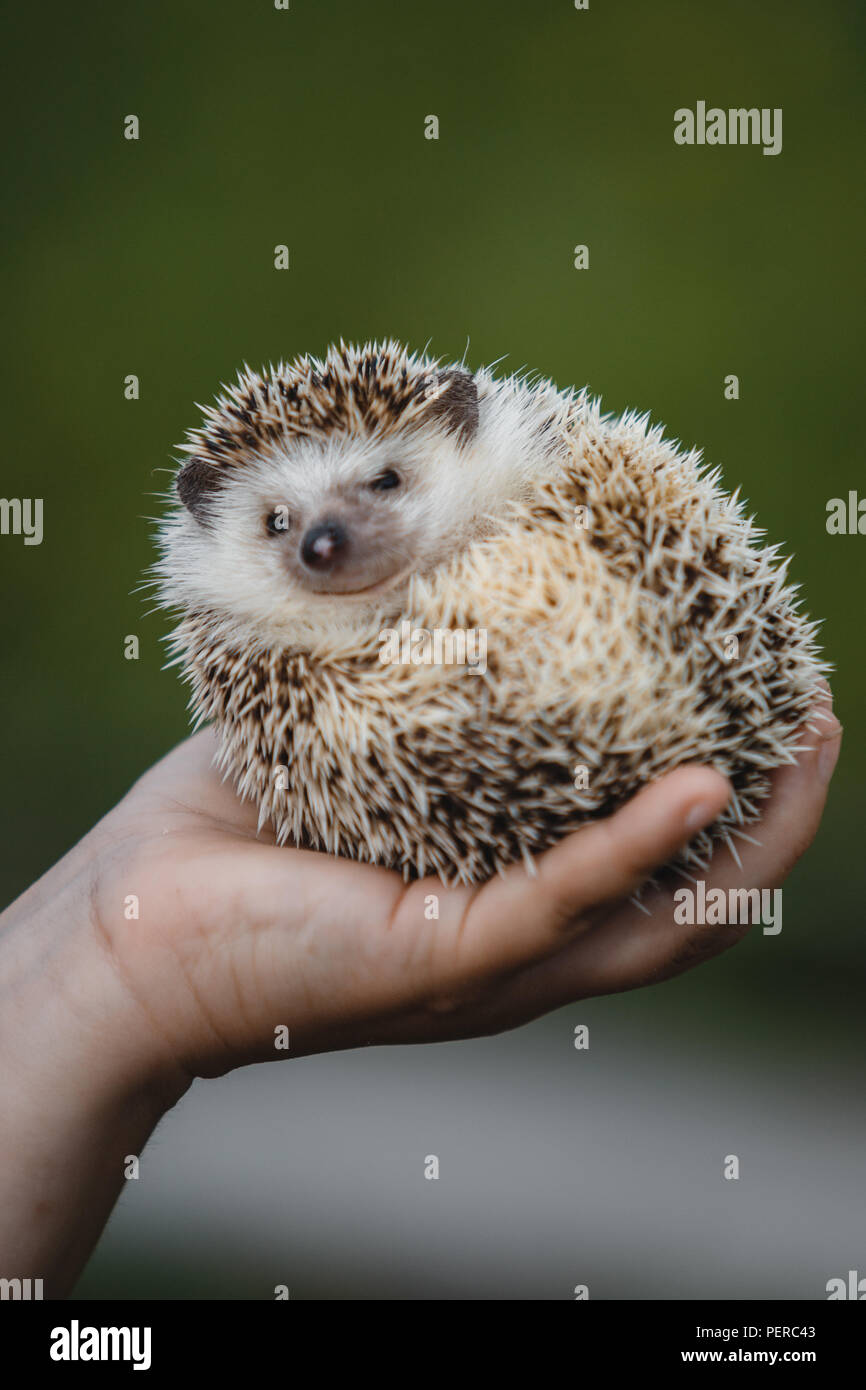 kleine-stachelige-igel-zusammengerollt-in-einer-kugel-auf-die-hand-des