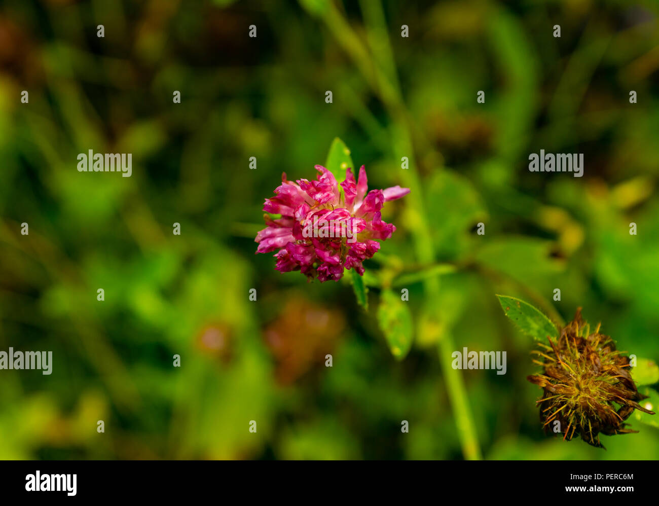 Pink clover Blume nach dem Regen Stockfoto