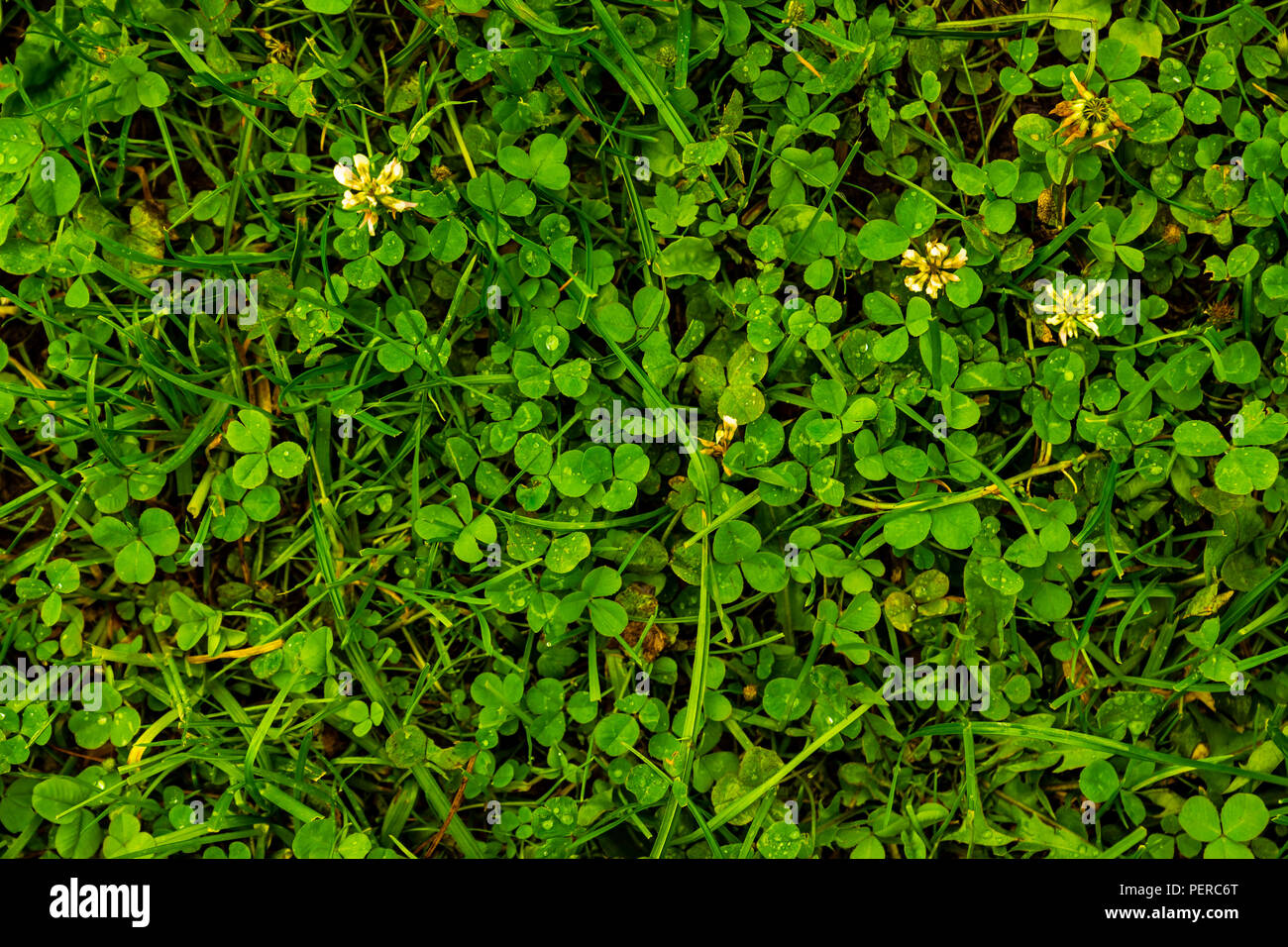 Clover trefoils Muster nach Regen Textur Stockfoto
