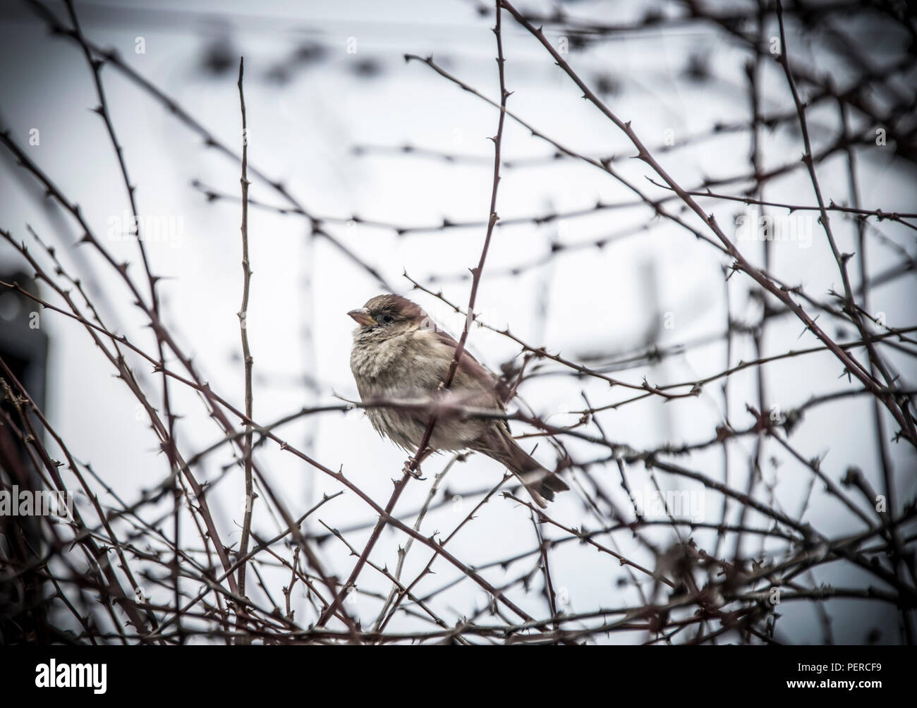 Ein Spatz auf einem Zweig eines Thorn Tree Stockfoto