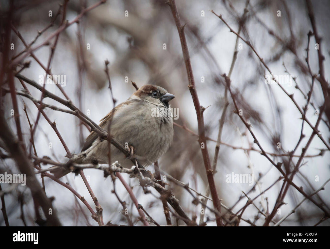 Ein Spatz auf einem Zweig eines Thorn Tree Stockfoto