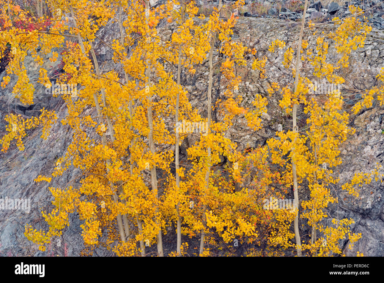 Herbst Espen und FIREWEED an der Basis von einem Felsvorsprung, Yellowknife, Nordwest-Territorien, Kanada Stockfoto