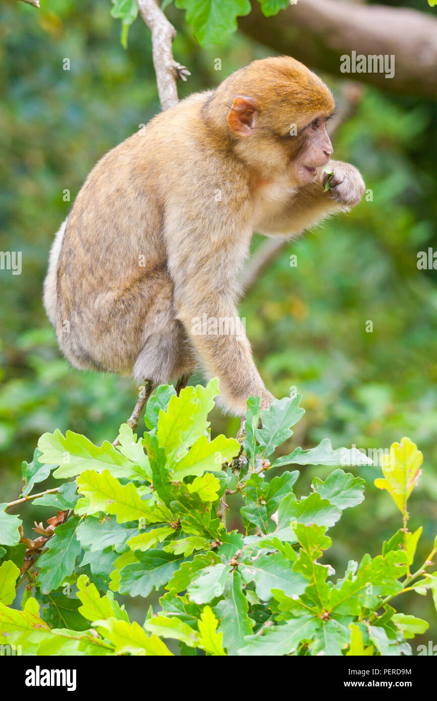 Barbary Maxaque an Trentham Monkey Forest in Stoke-on-Trent Stockfoto