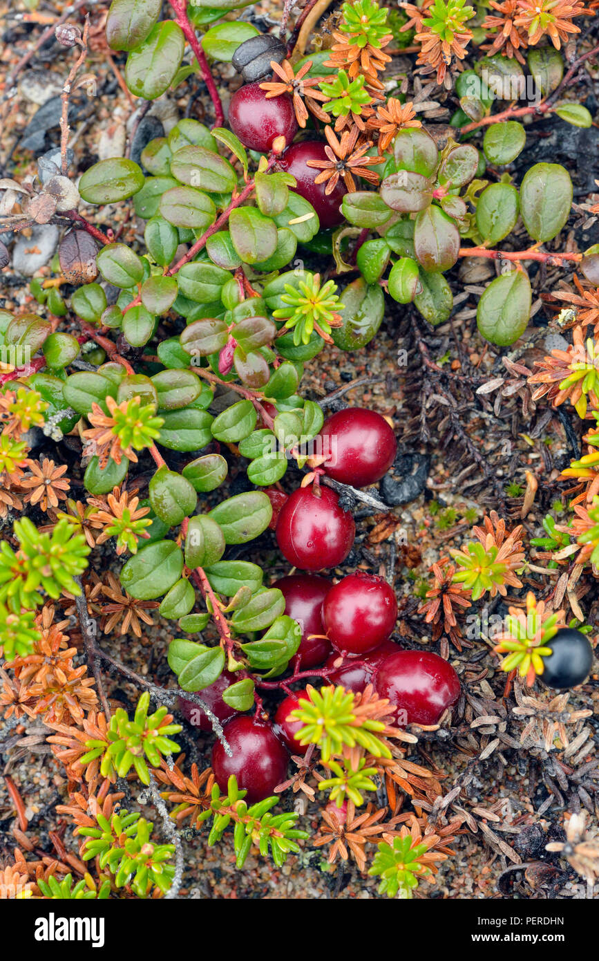 Barrenground Vegetation im Herbst in der Nähe von Ennadai Lake - cranberry/Preiselbeere, Arktis Haven Lodge, Ennadai Lake, Territorium Nunavut, Kanada Stockfoto
