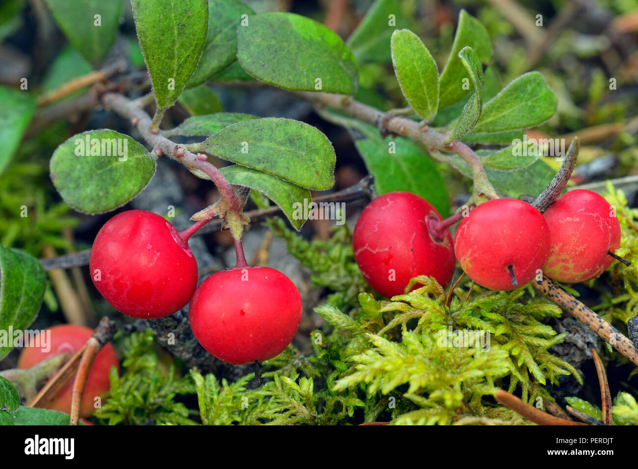 Gebüsch Moosbeere (Vaccinium oxycoccos), Twin Falls territorialen Parka, Northwest Territories, Kanada Stockfoto
