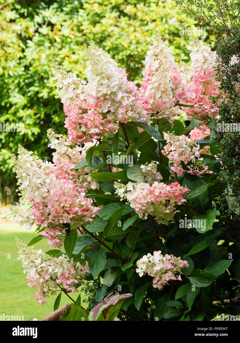 Weiß Sommer Blumen der Hardy Strauch, Hydrangea paniculata 'Pinky Winky', Alter, pink, wie Sommer in den Herbst Stockfoto