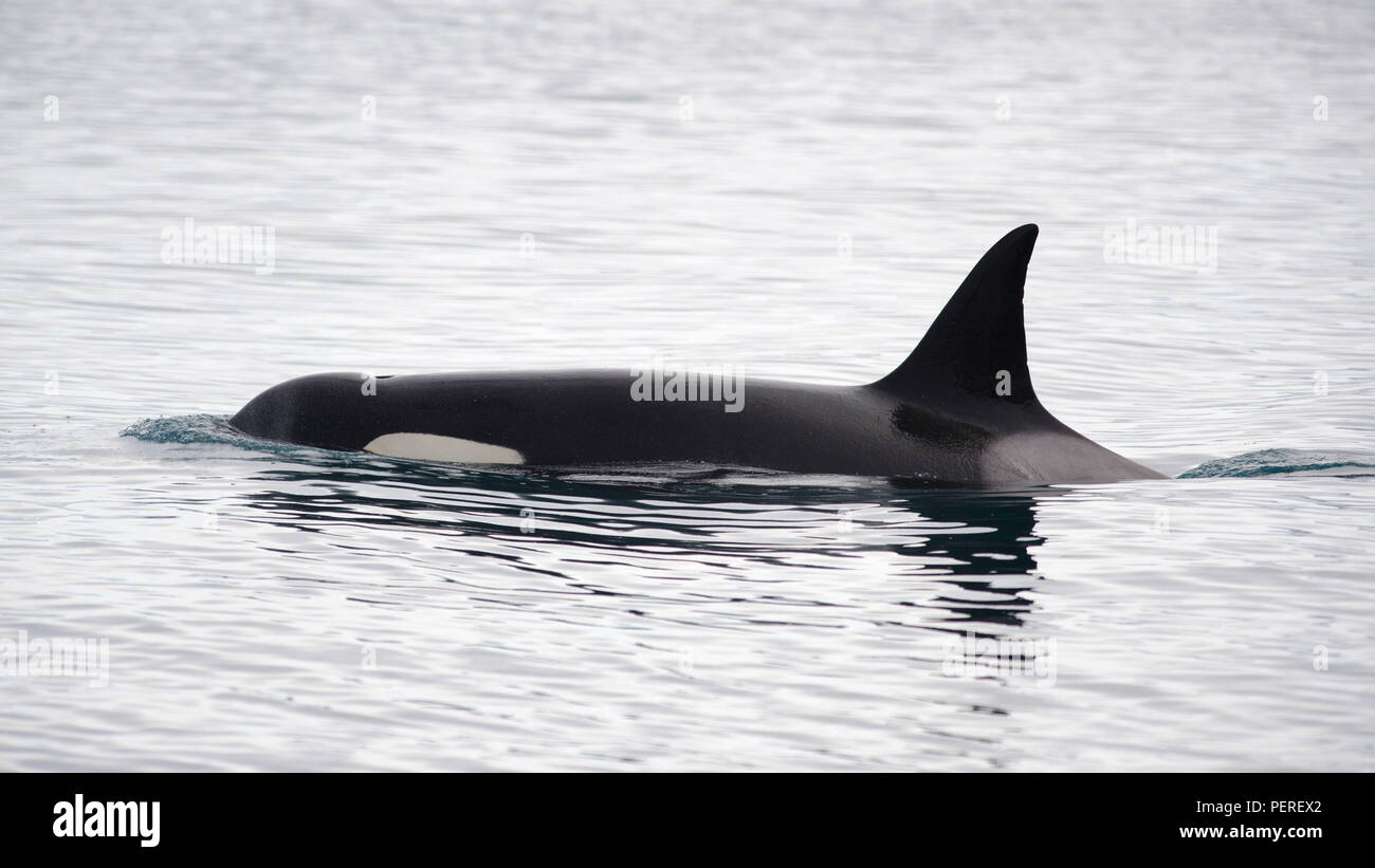 Orca, Grundarfjordur, Island Stockfoto