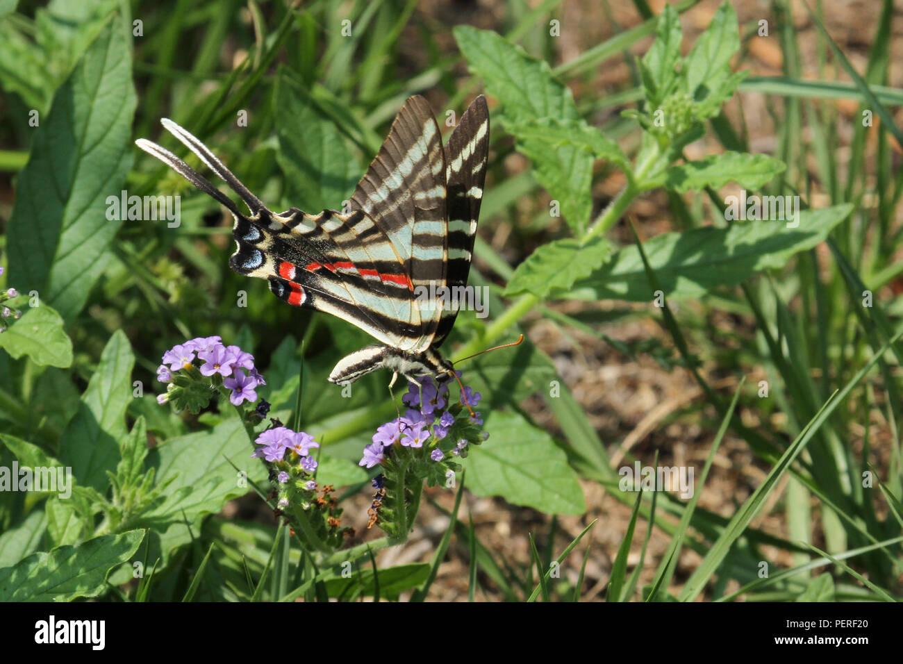 Ein Sommer Phase zebra Schwalbenschwanz Schmetterling. Stockfoto