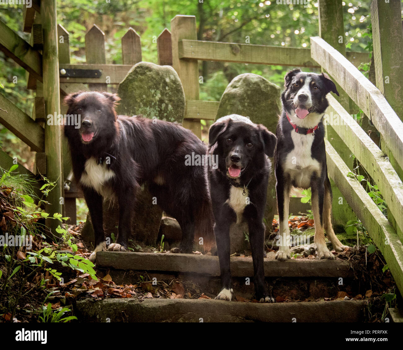 Gruppe von drei gemischte Collie Hunde beim Spaziergang getroffen Stockfoto