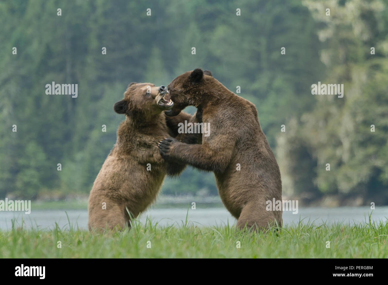 Grizzlybären (Ursus arctos) Spielen - Kämpfe in nebligen Tal, das khutzeymateen Grizzly Bär Heiligtum, Great Bear Rainforest, BC, Kanada Stockfoto