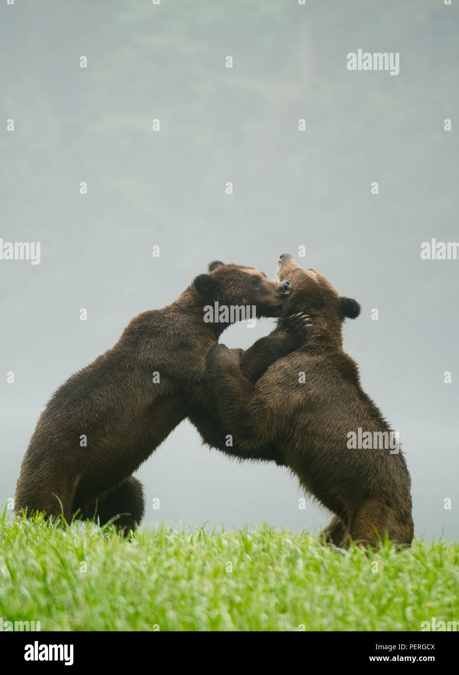 Grizzlybären (Ursus arctos) Spielen - Kämpfe in nebligen Tal, das khutzeymateen Grizzly Bär Heiligtum, Great Bear Rainforest, BC, Kanada Stockfoto