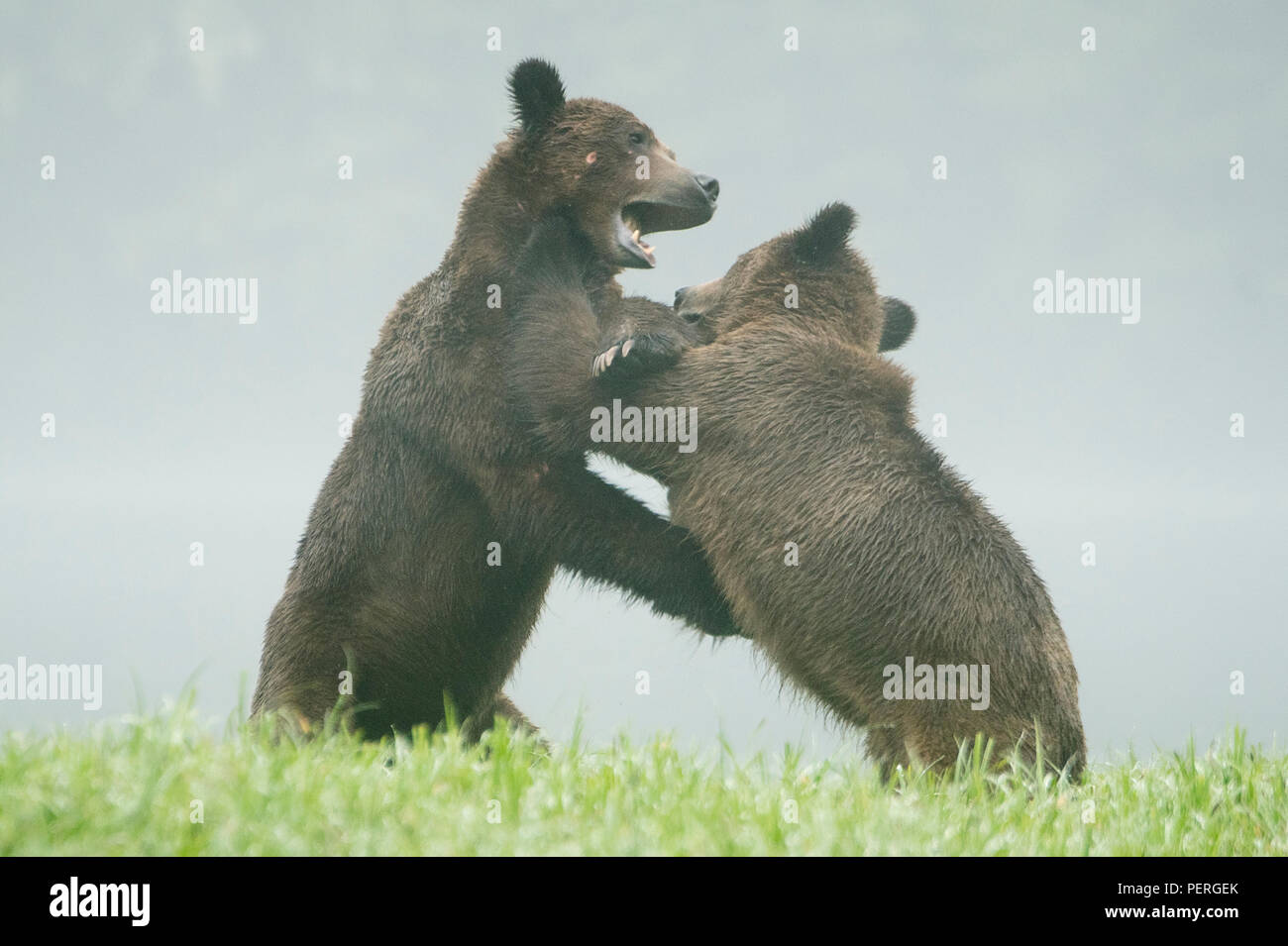 Grizzlybären (Ursus arctos) Spielen - Kämpfe in nebligen Tal, das khutzeymateen Grizzly Bär Heiligtum, Great Bear Rainforest, BC, Kanada Stockfoto