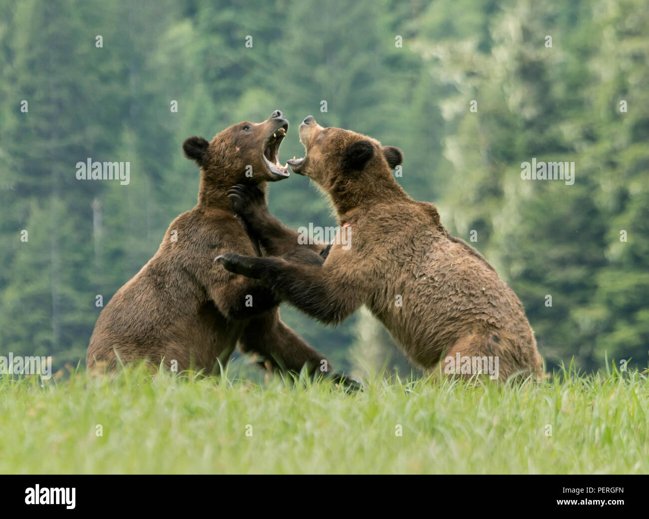 Grizzlybären (Ursus arctos) spielen - kämpfen, das khutzeymateen Grizzly Bär Heiligtum, Great Bear Rainforest, BC, Kanada Stockfoto