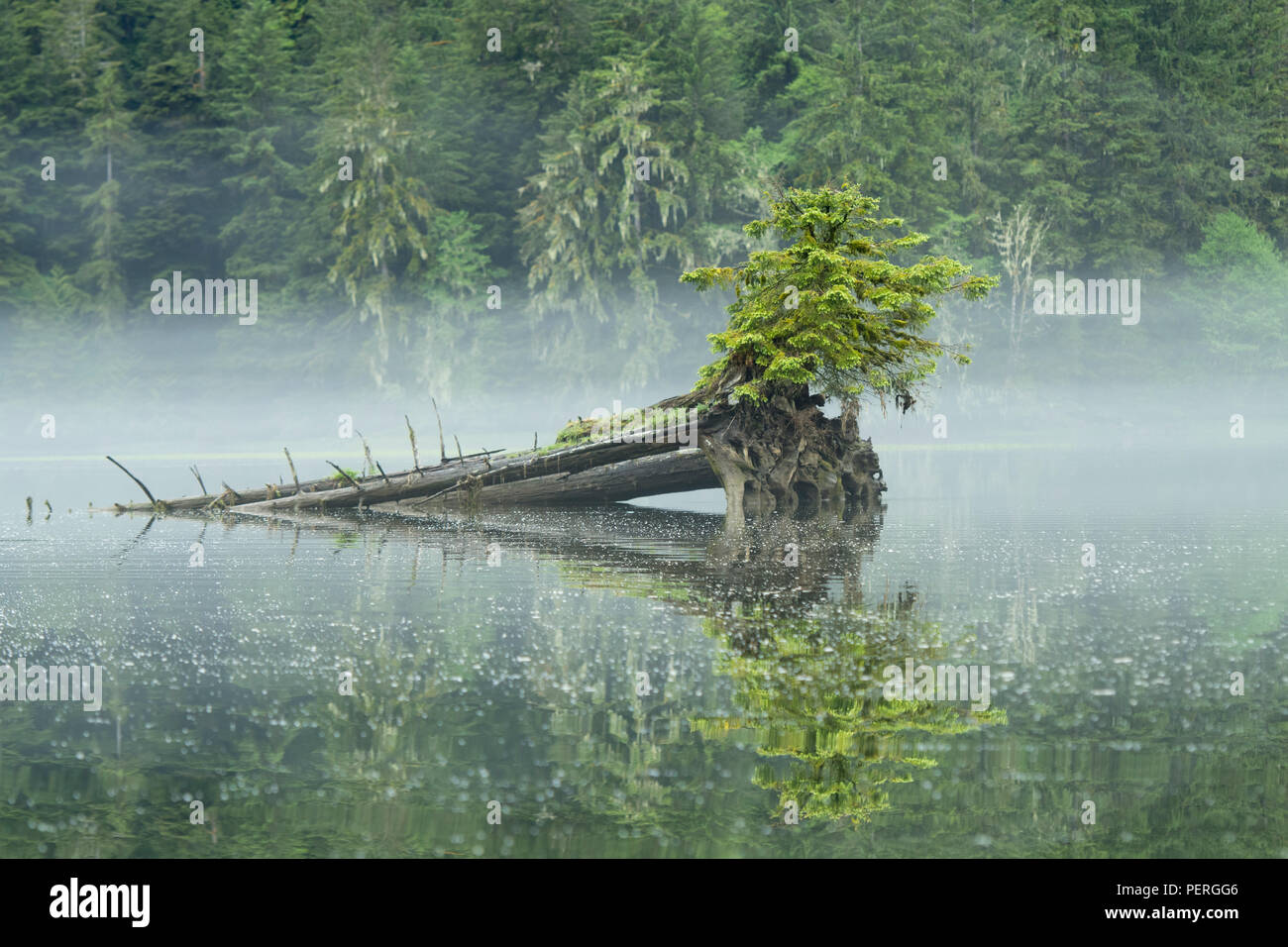 Gefallen anmelden und Nebel, Das Khutzeymateen Grizzly Bär Heiligtum, Great Bear Rainforest, BC, Kanada Stockfoto