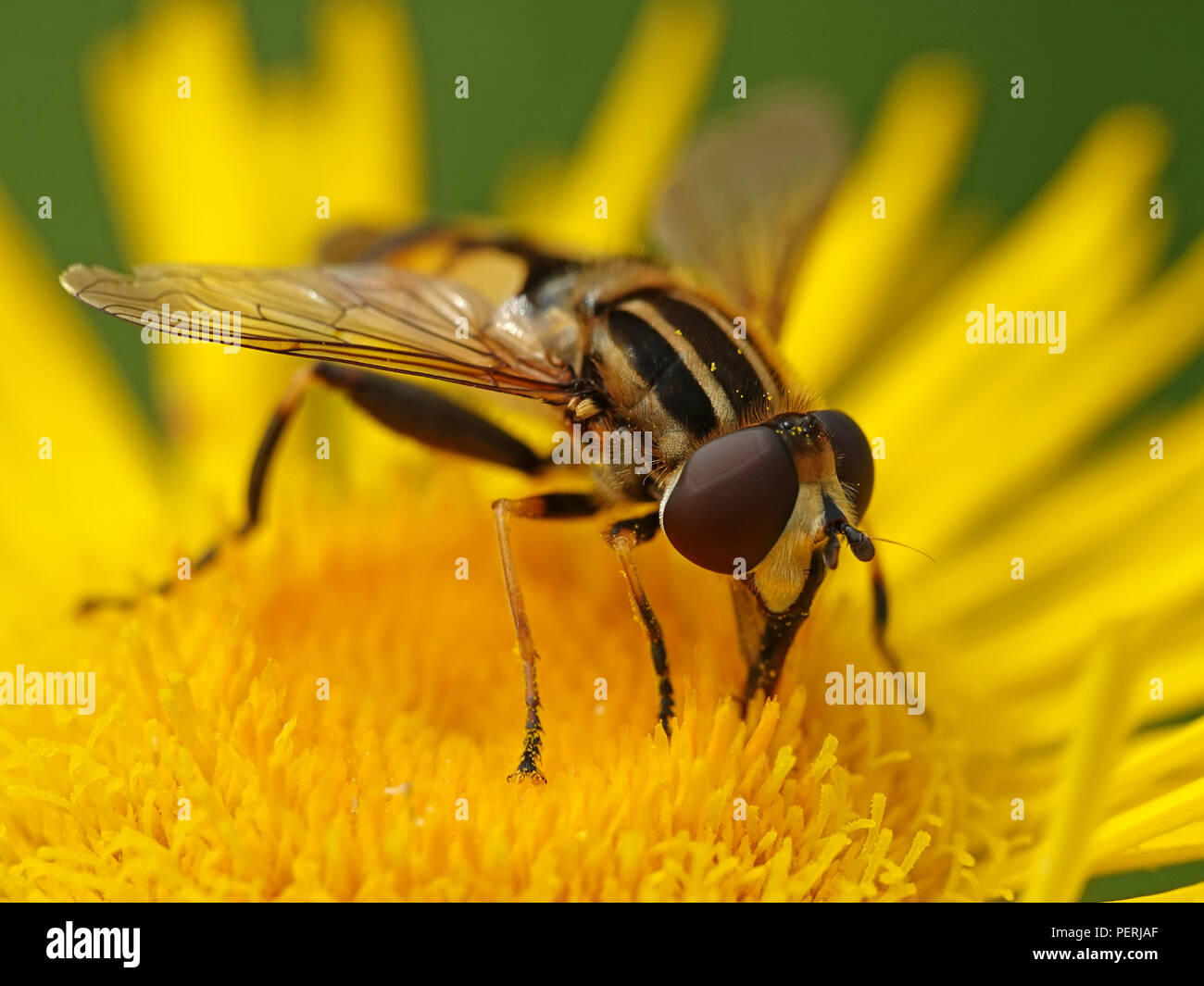 Große tiger Hoverfly auf eine Pflanze in ihrem Lebensraum in Dänemark sitzen Stockfoto