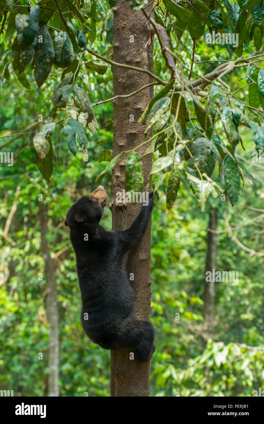 Ein Bornesischen sun bear (Helarctos malayanus) klettern auf einen Baum. Bornesischen Sun Bear Conservation Centre, Sepilok, Sabah, Malaysia. Stockfoto