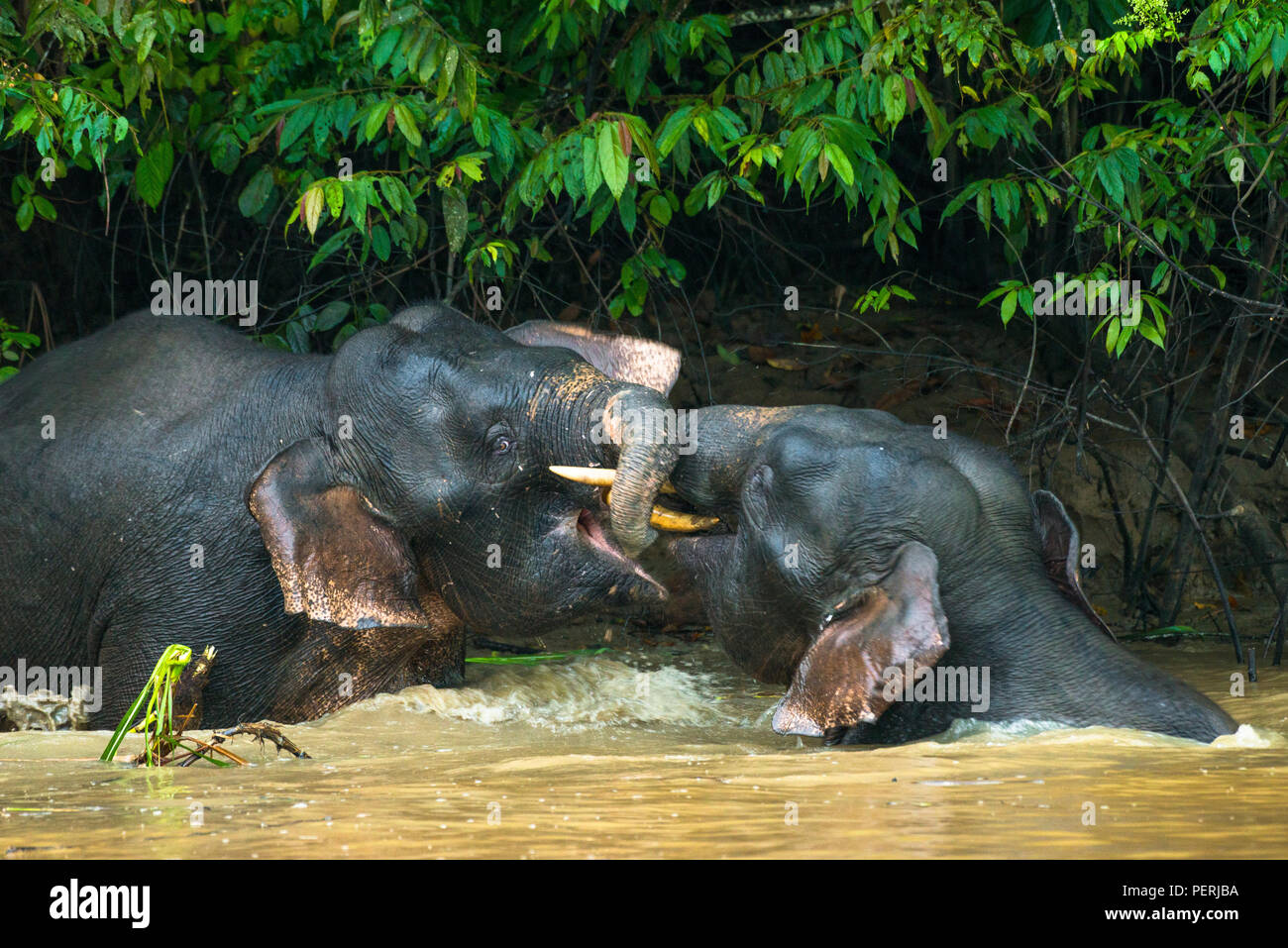 Ein paar junge männliche Borneo pygmy Elefanten im Wasser spielen in Kinabatangan Fluss in Sabah, Malaysia (Borneo). Stockfoto